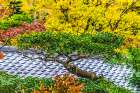 Colorful foliage, Tofuku-ji Buddhist temple, Kyoto, Japan. Famous for its autumn leaves. Art Print